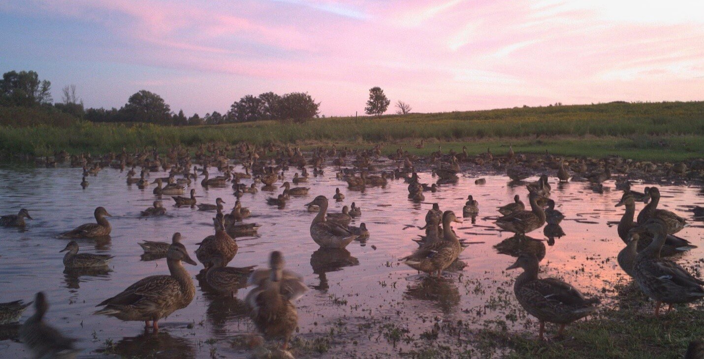 Image for Ducks Unlimited Awarded $9 Million in NAWCA Grants for Great Lakes Projects  