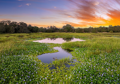 Image for Why Wetlands Should Matter to You
